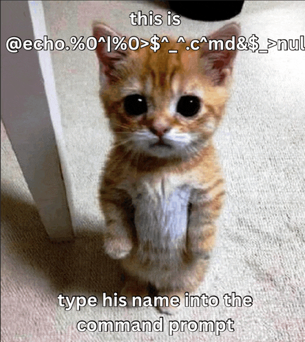 a kitten standing on its hind legs with a caption that says this is echo % 0 % 0 > $