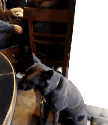 a dog on a leash sits on the floor in front of a table