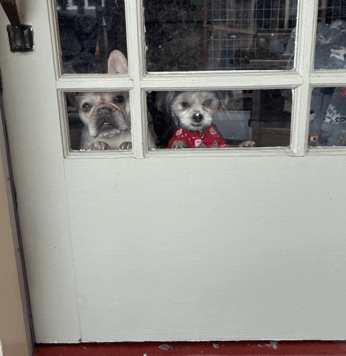 two dogs looking out of a door with one wearing a sweater that says christmas