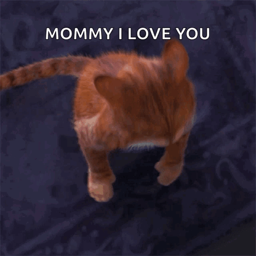 Meow Puss GIF - Meow Puss Puss In Boots The Last Wish GIFs