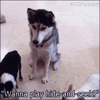 Dogs Animals GIF - Dogs Animals Cute GIFs