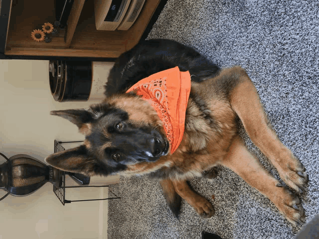 a german shepherd wearing an orange bandana lays on the floor