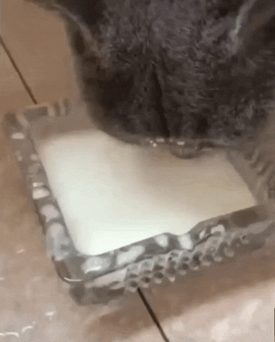 a cat is drinking milk out of a glass bowl .