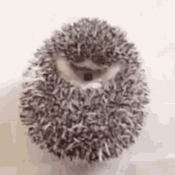 a hedgehog is sitting in a ball of spikes on a table .