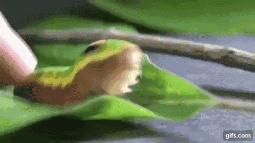 Insect Pokemon GIF - Insect Pokemon No GIFs
