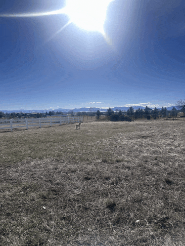 a dog is walking in a field with mountains in the background