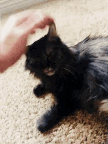Cat Pet GIF - Cat Pet GIFs