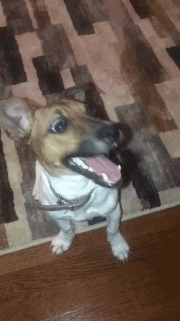 a brown and white dog with its tongue out