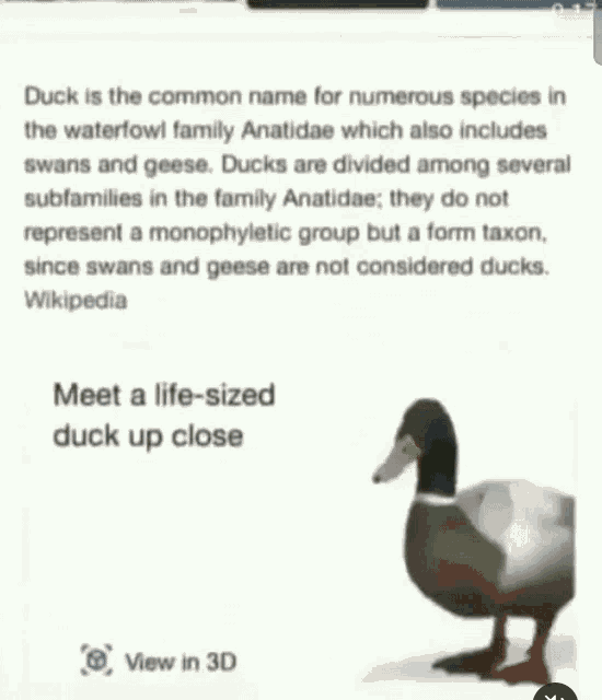 Xrup Duck GIF - Xrup Duck Real Size GIFs