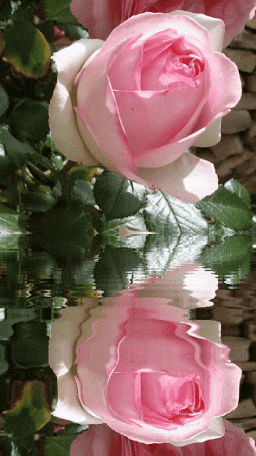 pink and white roses are reflected in a body of water
