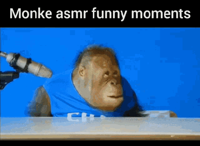 Funny Memes Monkey Funny Moments GIF - Funny Memes Monkey Funny Moments даунзамикрофоном GIFs