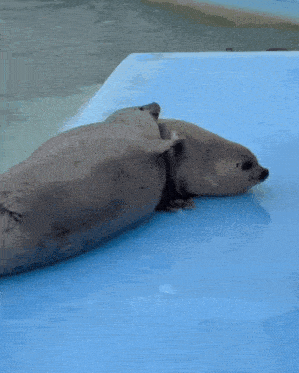two seals are laying on top of a blue surface