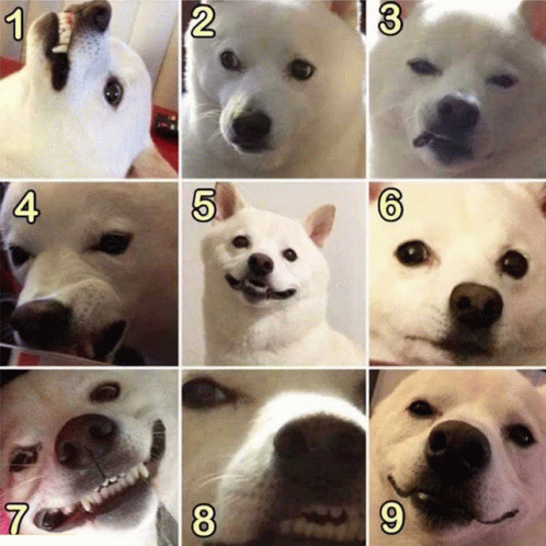 Dogs Who Are You GIF