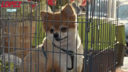 Cute Dogs GIF - George Lopez Dog Puppies GIFs
