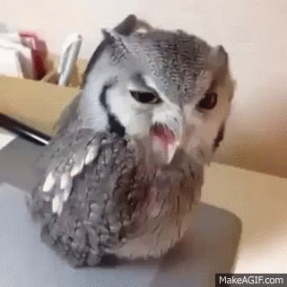 Do You Want To.. No..No! GIF - Drunk Owl Hey GIFs