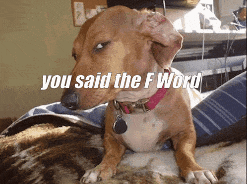a dog is laying on a blanket with the words you said the f word written above it