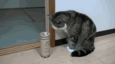 a cat is sitting on a wooden floor next to a cup .