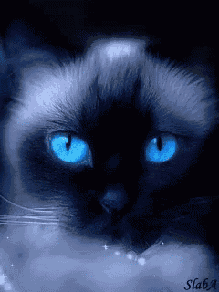 a close up of a black cat with blue eyes by slaba
