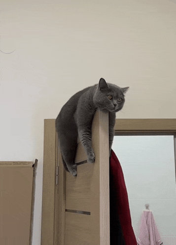 a gray cat is sitting on a door with a red towel hanging from it