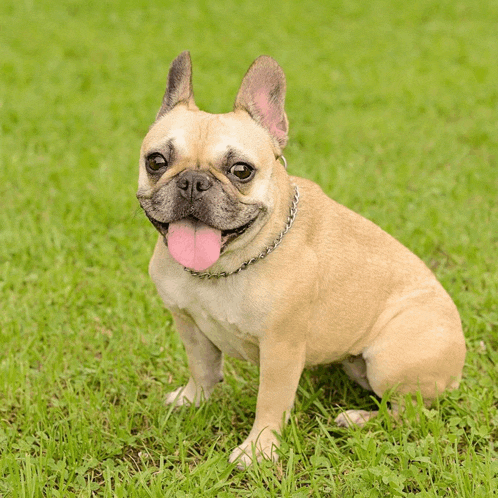 a french bulldog sitting in the grass with its pink tongue hanging out