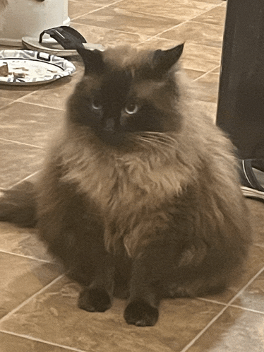 a fluffy cat sitting on a tiled floor next to a plate of food