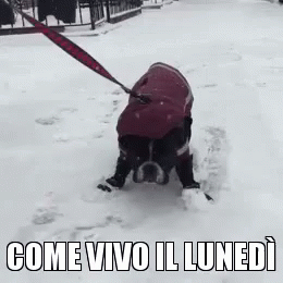 Come Vivo Il Lunedì GIF - Dog Snow Lunedi GIFs