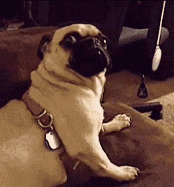 a pug dog is sitting on a couch wearing a pink collar and tag .
