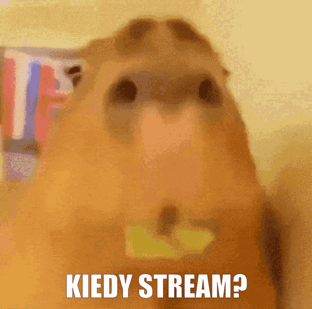 Kiedy Stream Capybara GIF - Kiedy Stream Capybara GIFs