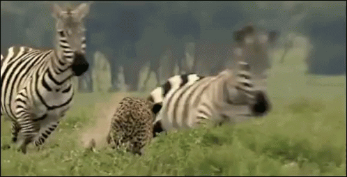 Animals Zebra GIF - Animals Zebra Running GIFs