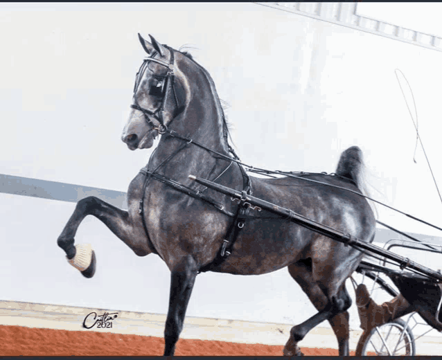 Grey Horse Meme