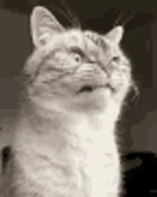 Cat Angry GIF - Cat Angry Tooth GIFs
