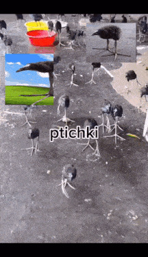 a collage of pictures of birds with the word ptychki on the bottom right