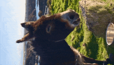a donkey standing in a grassy field with a metal bucket in the background