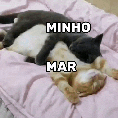 two cats laying on top of each other with the words minho mar written above them