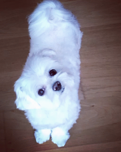 Luna Maltese GIF - Luna Maltese GIFs