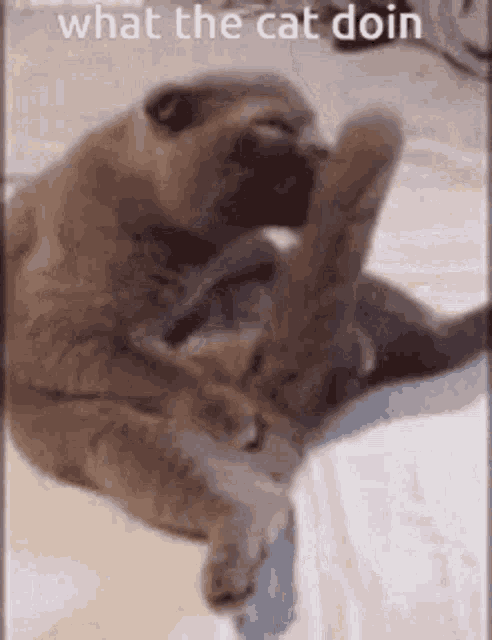 two cats are playing with each other on a bed with the words `` what the cat doin '' written on the bottom .