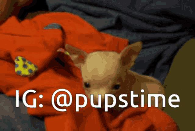 a small dog is laying on a person 's lap with ig @pupstime written below it