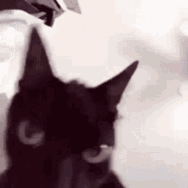 a close up of a black cat looking at the camera with a blurred background .