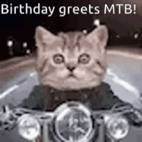 Mtb Cat GIF - Mtb Cat Bike GIFs