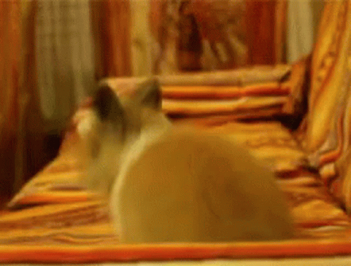 Bunny Jumping GIF - Bunny Jumping Excited GIFs