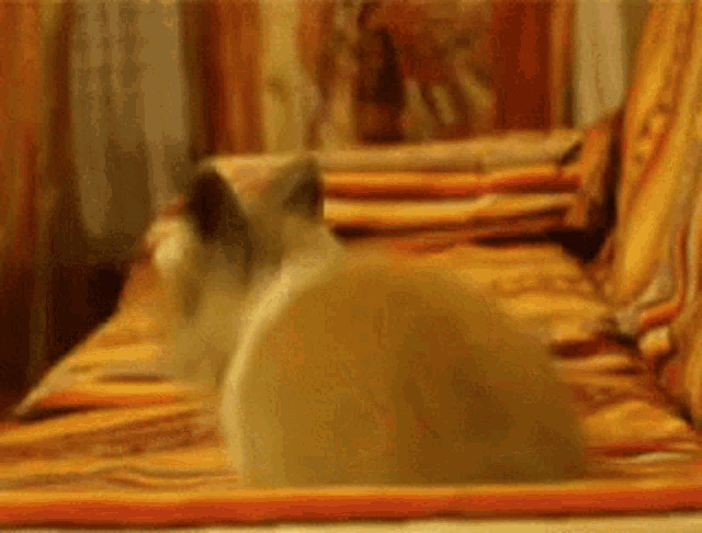 a cat is laying on top of a bed with a blanket on it .