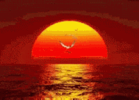 a sunset over the ocean with a bird flying in the foreground