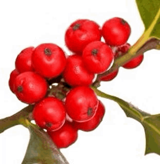 a bunch of red berries are growing on a holly tree branch .