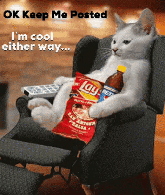 Cat Lazy GIF - Cat Lazy Food GIFs