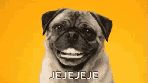 a pug dog is smiling with a yellow background and the words jejejeje are written below it .