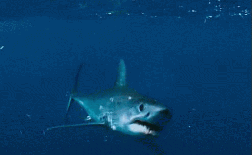 Shark Ocean GIF - Shark Ocean Underwater GIFs