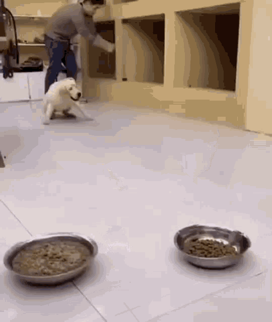 a man is standing next to a dog in a room with two bowls of dog food .