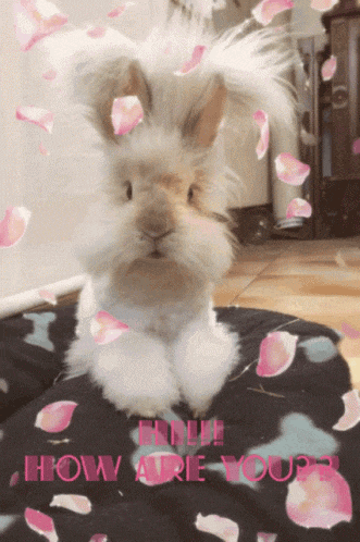 a picture of a rabbit with the words " how are you " written in pink