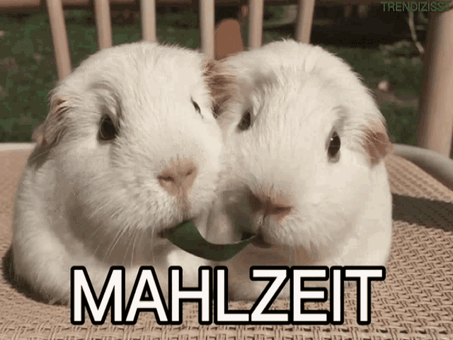 two white guinea pigs are eating a green leaf and the word mahlzeit is on the bottom