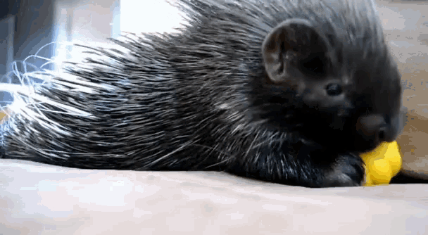 a close up of a porcupine chewing on a piece of food